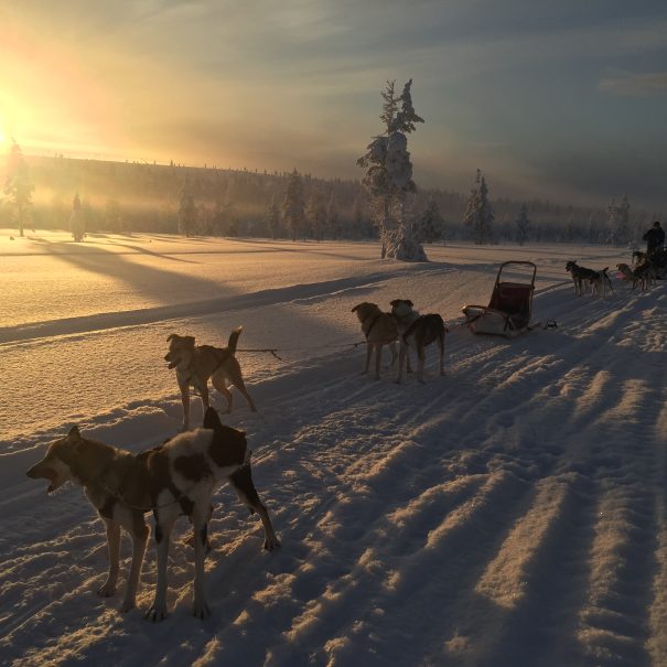 Husky Safari in Ivalo