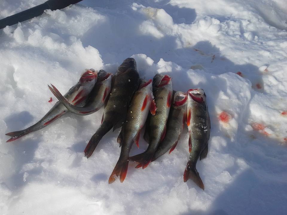 Ice Fishing on Lake Inari with Snowmobile and Sleigh